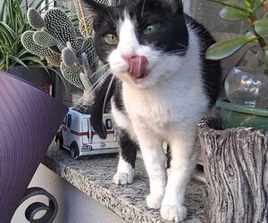 Marcos