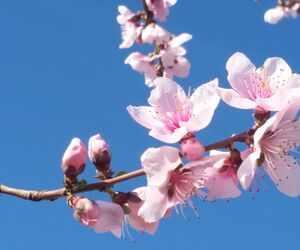 amapola