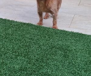 Pedro