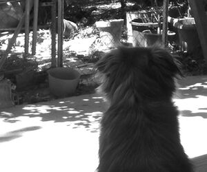 Ester