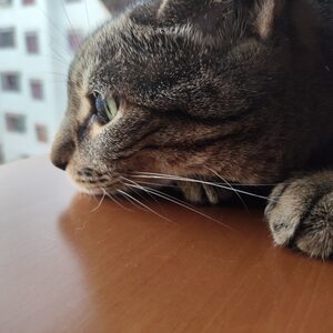 Carmen