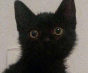 Alfonso