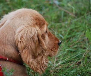 Lola