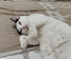 Paqui