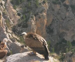 Laja