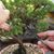 Curso para conocer el mundo del Bonsai y sus cuidados