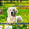 Exposicion canina