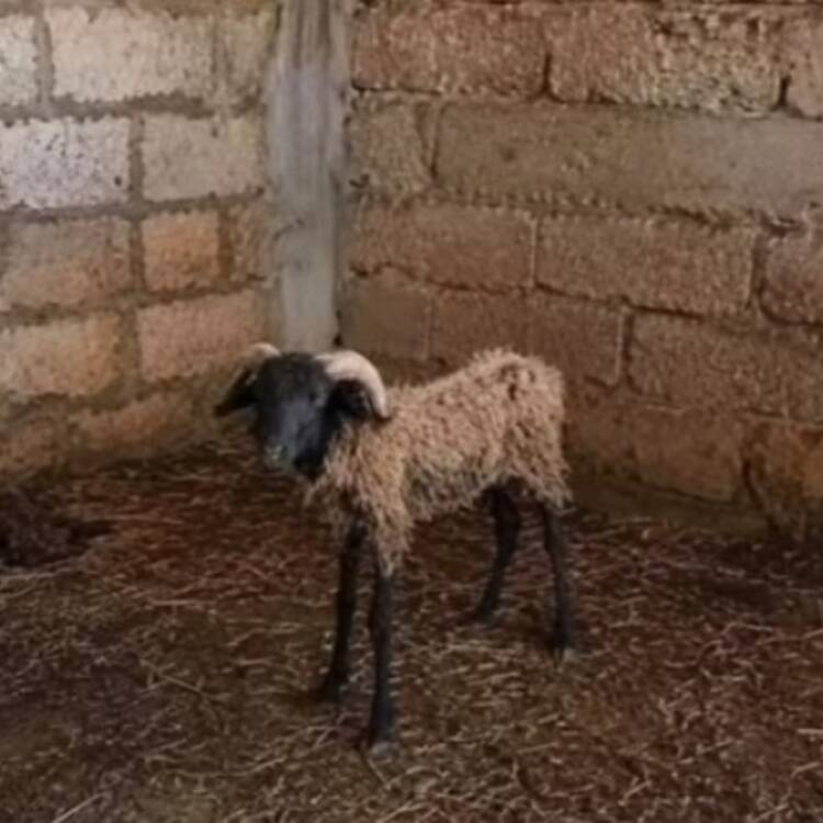 Foto de perfil de Basma