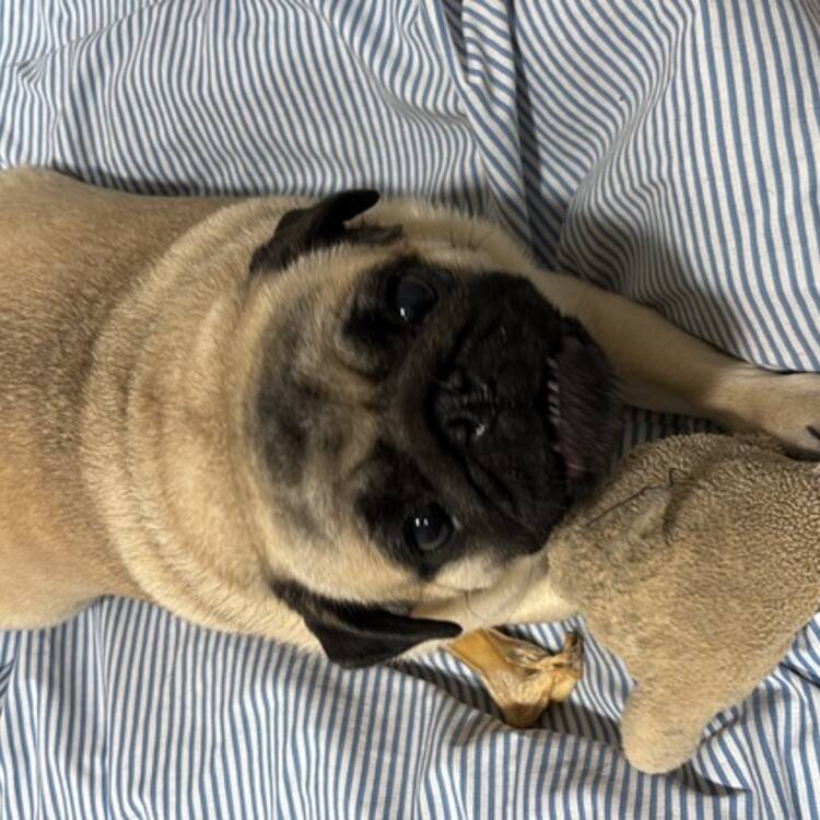 Foto de perfil