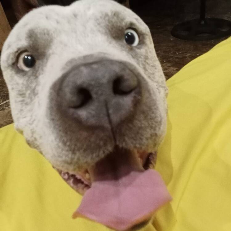 Foto de perfil de Javier