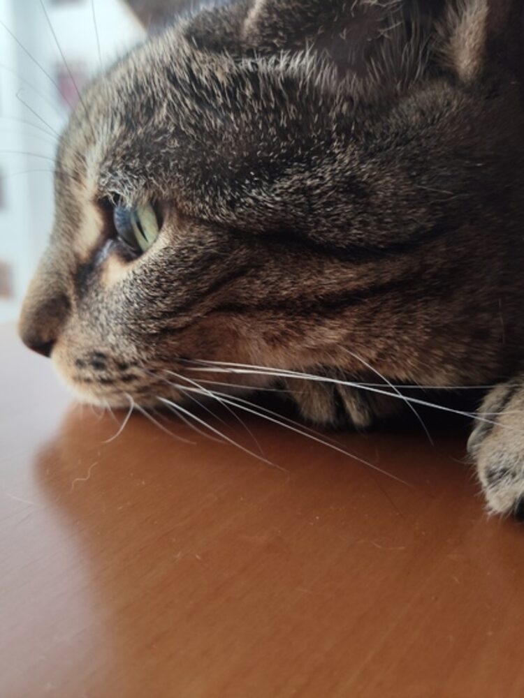 Foto de perfil de Carmen