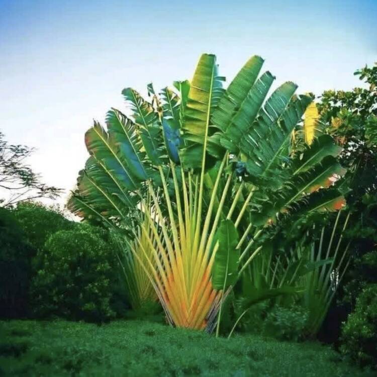 Foto de perfil de Nuage